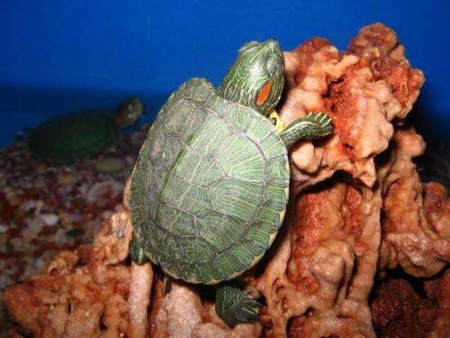Kırmızı yanaklı su kaplumbağası.