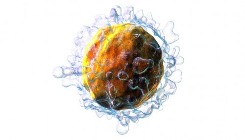 Bir virüs veya başka bir patojen vücudumuza girdiği zaman belli bir sınıftaki bağışıklık hücreleri (T hücreleri olarak bilinir) ortama gelir ve hızla çoğalır. Hücreler her sekiz ile on iki saatte bölünürken, yüz binlerce hücreden oluşan bir ordunun oluşması bir kaç gün sürer (Resim kaynağı; Blausen. Com / Wikimedia Commons).