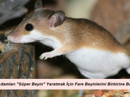 Bilim Adamları “Süper Beyin” Yaratmak İçin Fare Beyinlerini Birbirine Bağladı