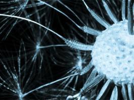 Alzheimer hastalığında oluşan hafıza kaybını önleyici anahtar mekanizma keşfedildi..
